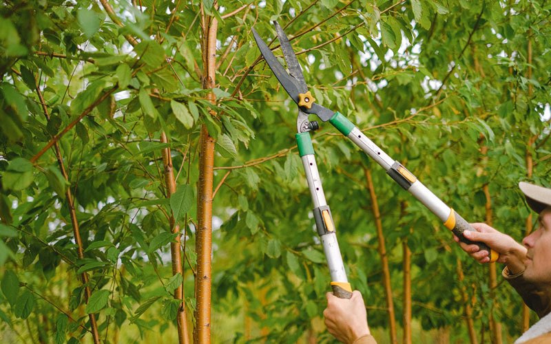 Tree trimming in Mountain View, AR