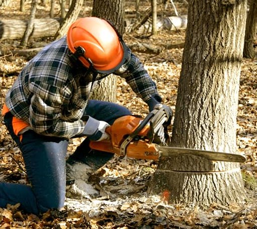 Tree Removal in Mountain View, AR